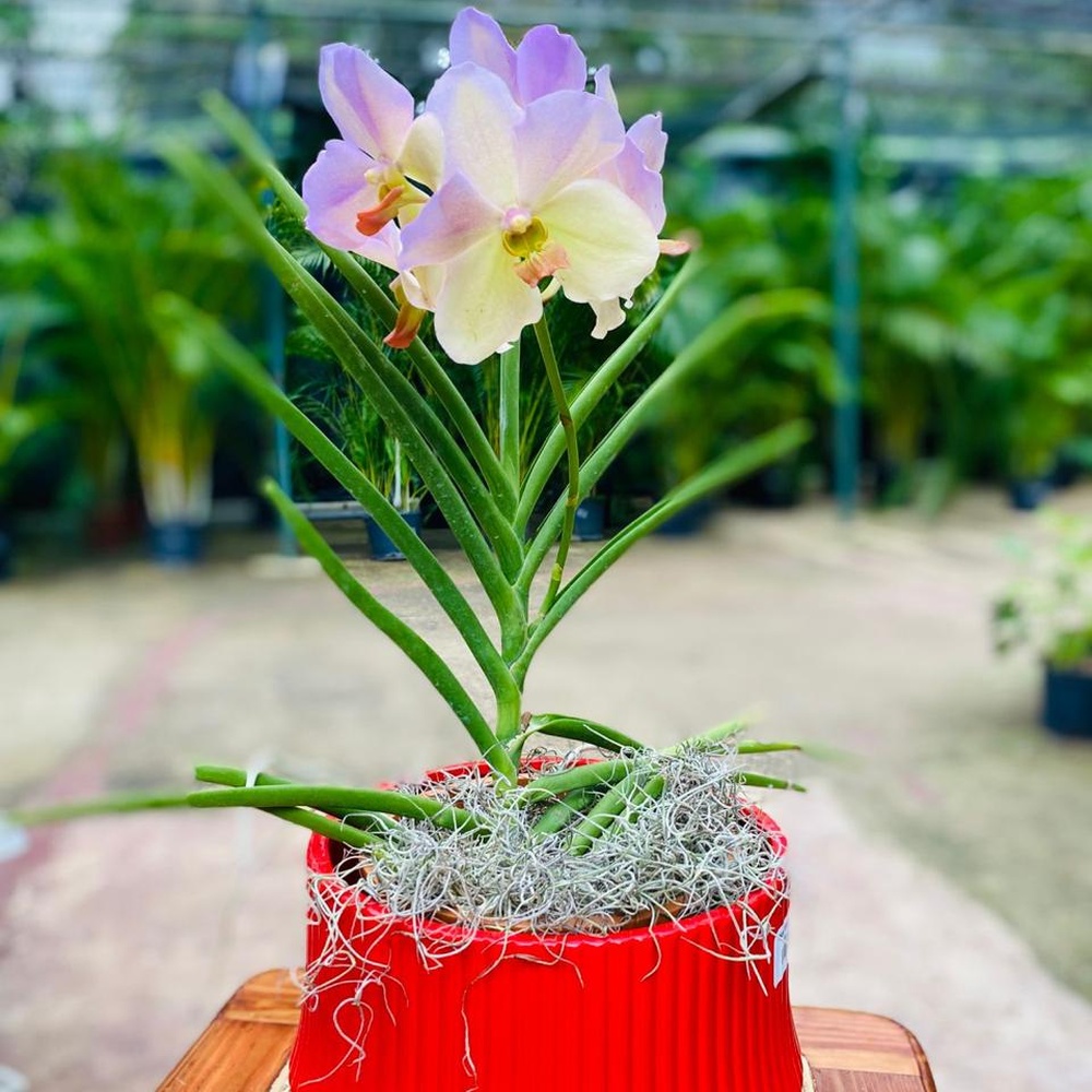 Plantas listas para entrega en el vivero Adenium