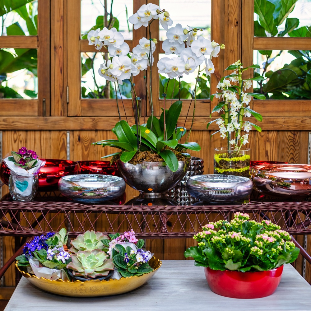 Vivero Adenium — exhibición de orquídeas y plantas