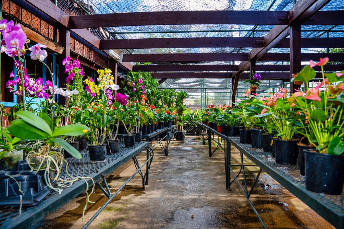 Pasillo central del invernadero Adenium con orquídeas y anturios a ambos lados