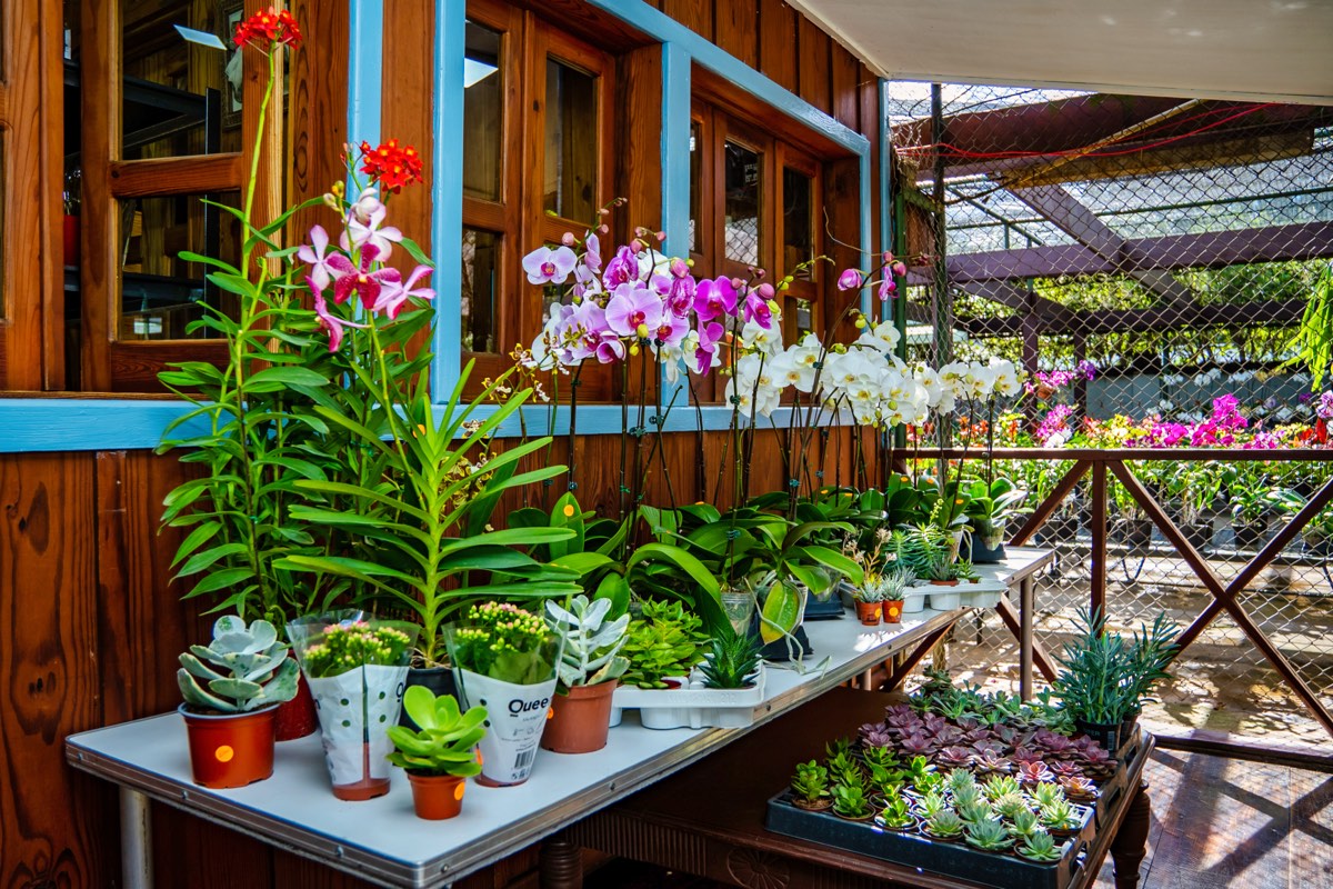 Fachada del vivero Adenium con orquídeas en exhibición