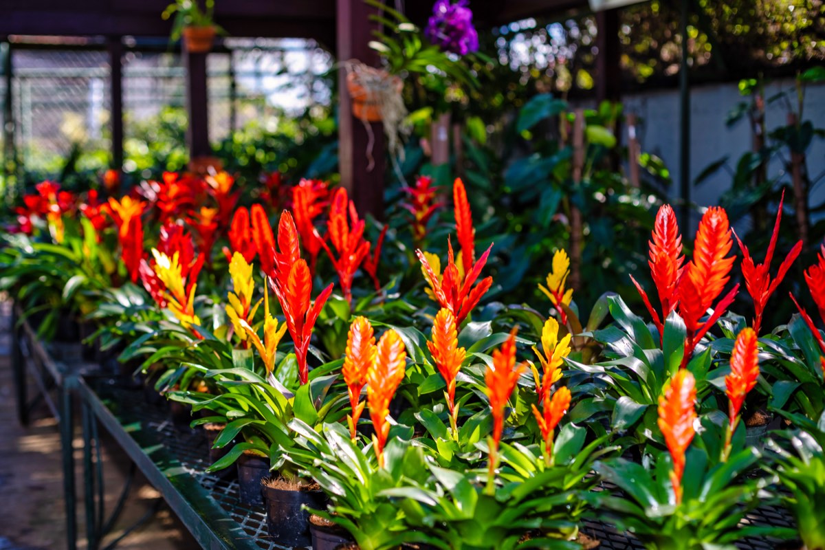 Hilera de bromelias rojas y naranjas en el vivero