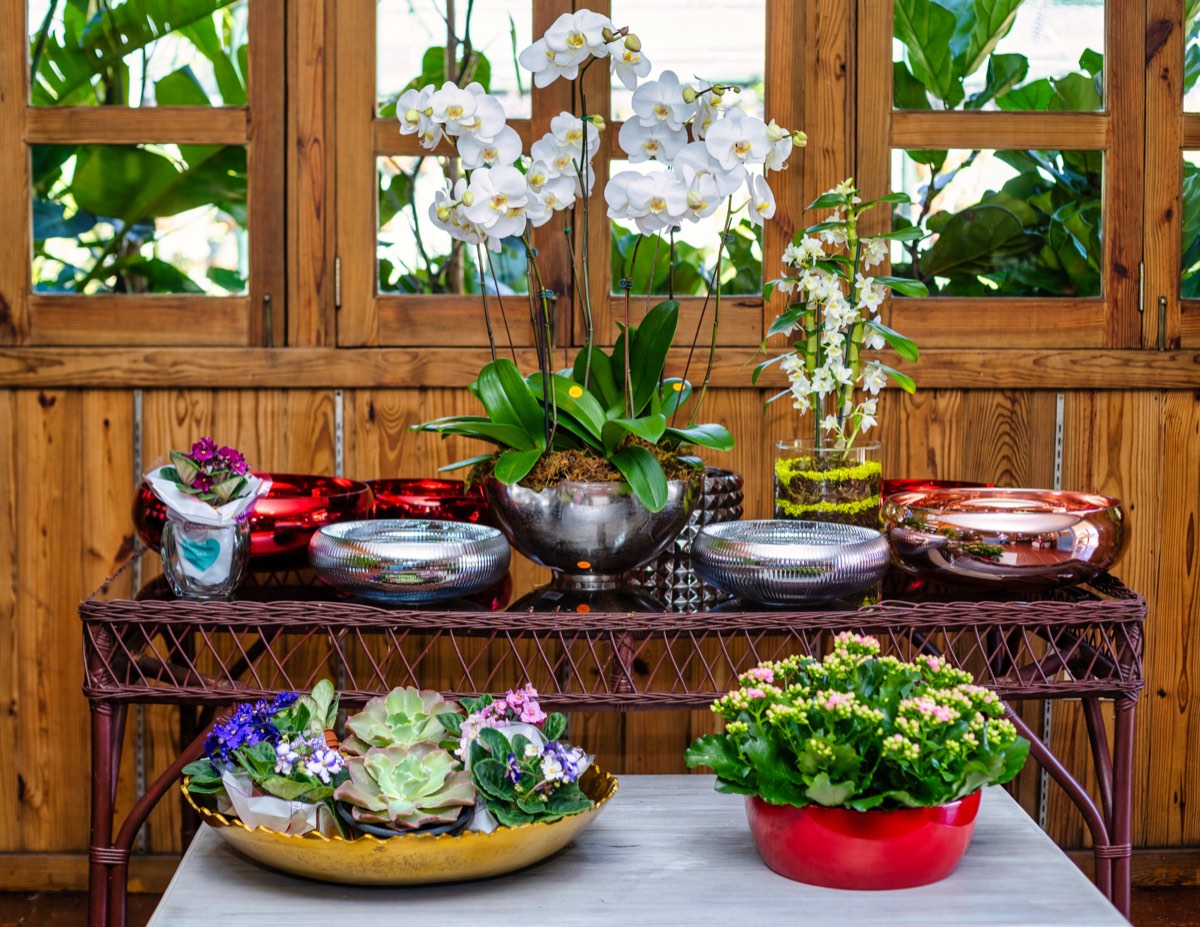 Mesa de exhibición con orquídeas Phalaenopsis blancas