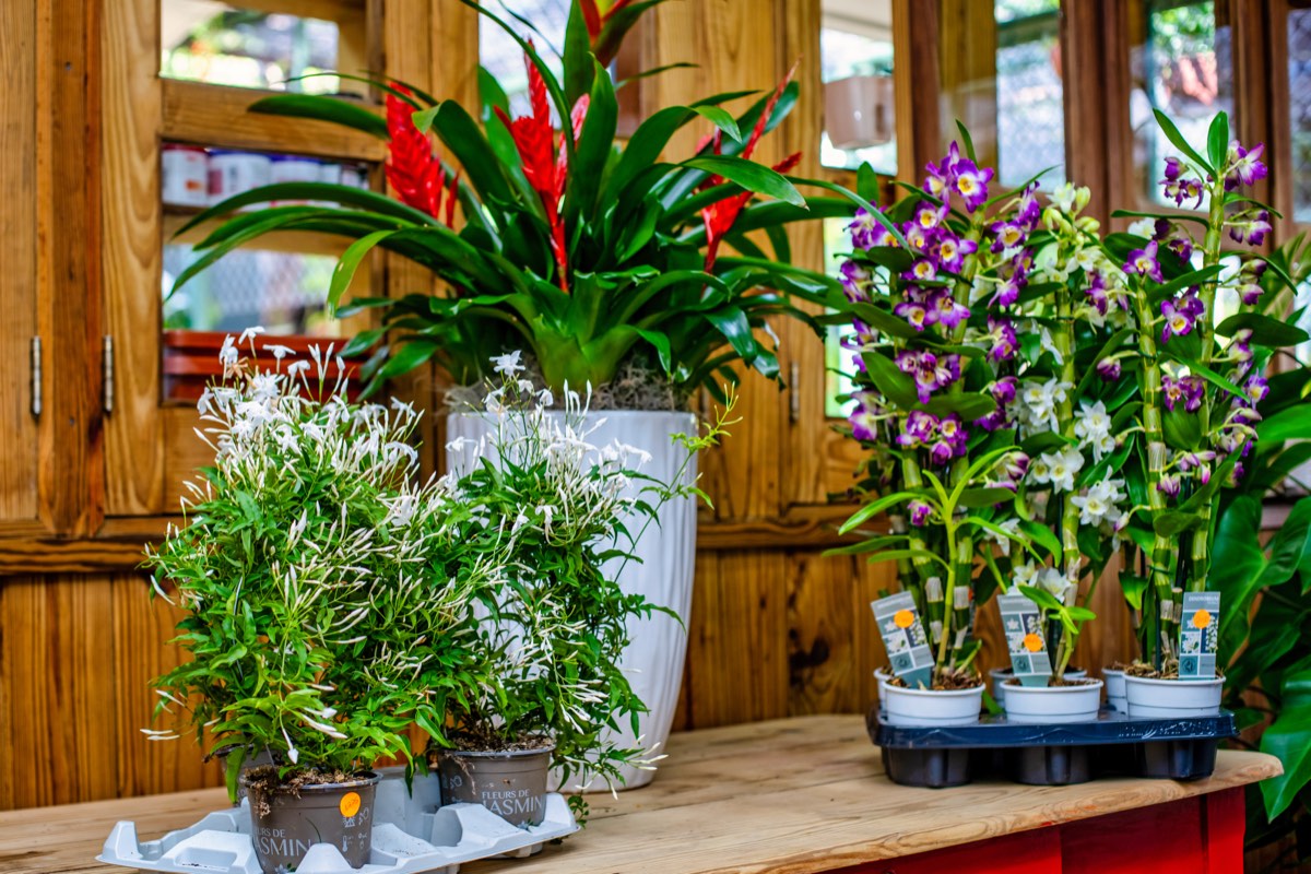 Mesa con bromelia y orquídeas Dendrobium en macetas
