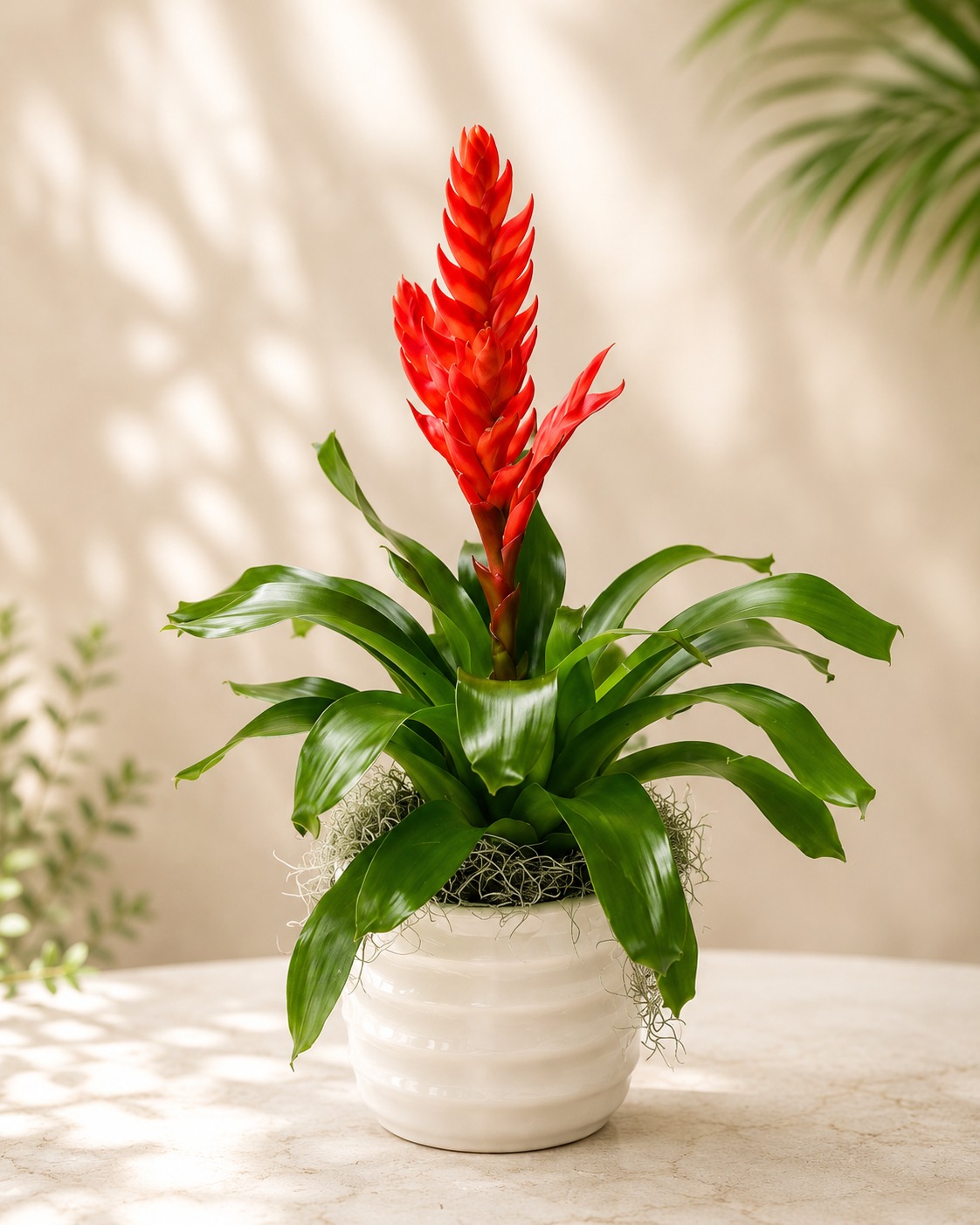 Bromelia Guzmania