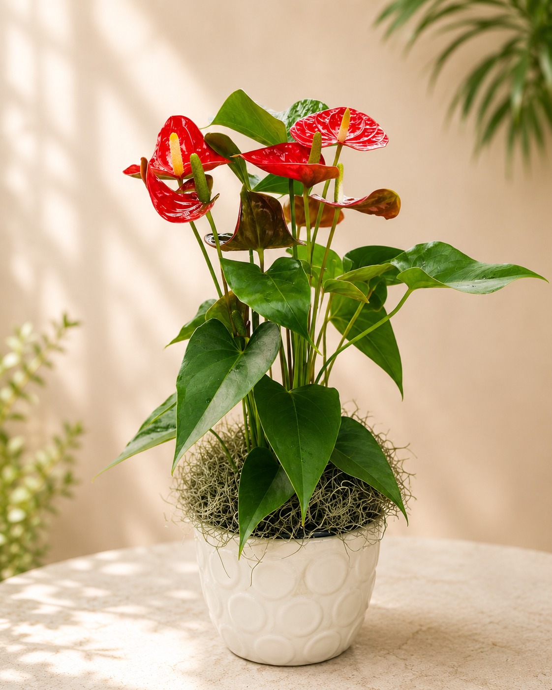 Anthurium