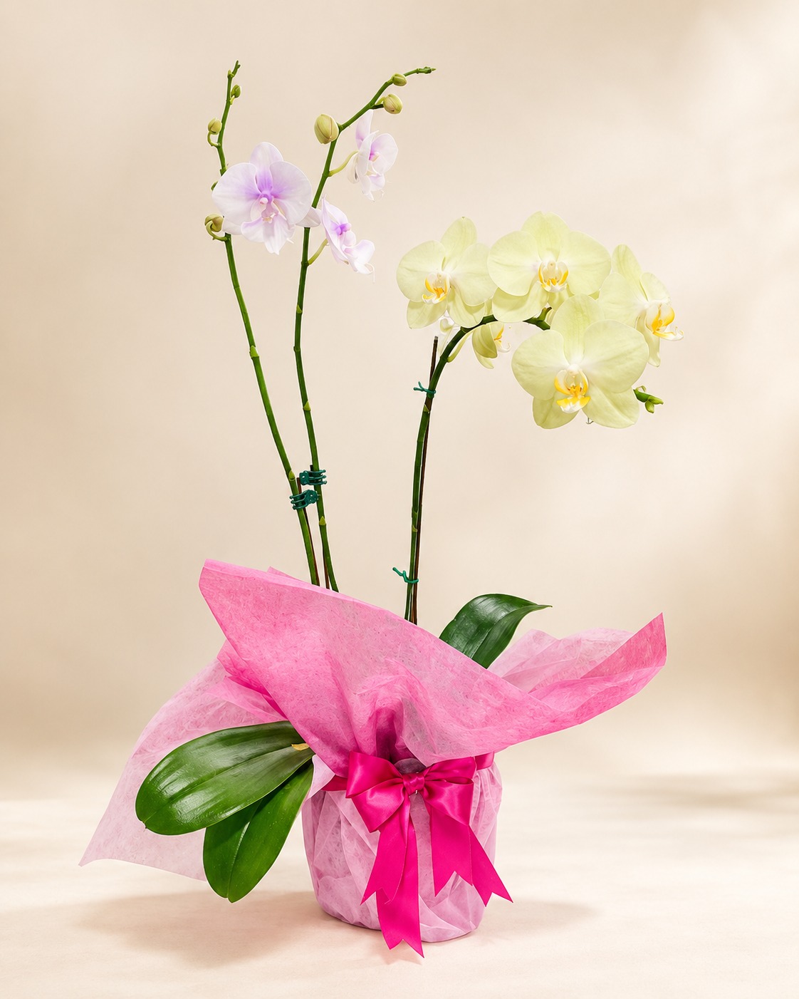 Orquídea Phalaenopsis