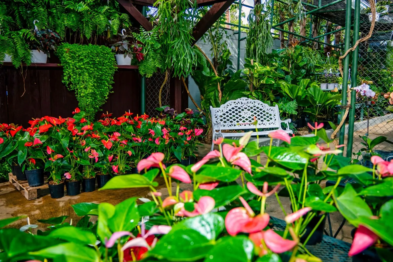 Anthurium Adenium La Romana