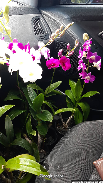 Orquídeas Adenium La Romana