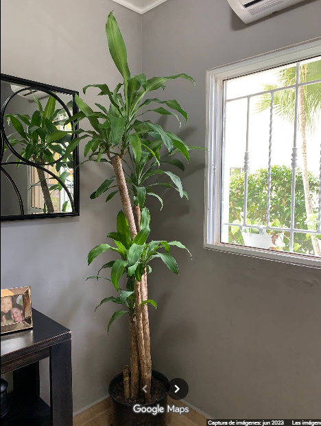 Dracena Adenium La Romana